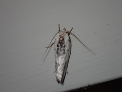 Antaeotricha