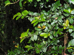 Syzygium elliptifolium