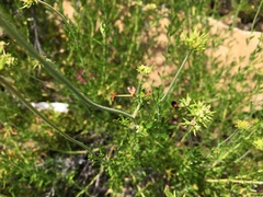 Cryptocephalus sanguinicollis