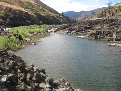 Craspedacusta sowerbii