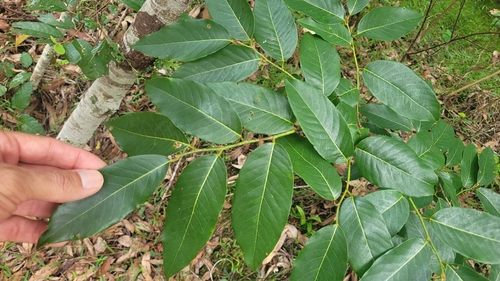 Bridelia exaltata observed 2024-03-17