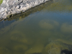 Craspedacusta sowerbii