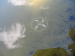 Craspedacusta sowerbii