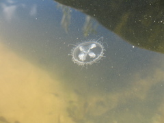 Craspedacusta sowerbii