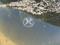 Craspedacusta sowerbii