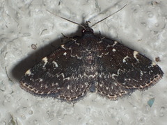 Idia scobialis