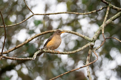Turdus pelios
