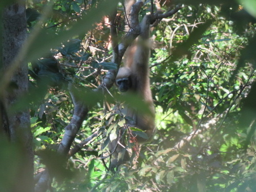 Western Hoolock Gibbon