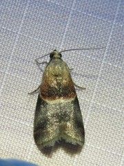 Acrobasis demotella