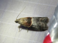Acrobasis demotella