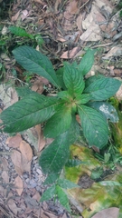 Rhynchotechum discolor