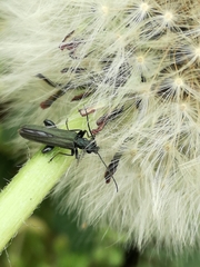 Oedemera virescens