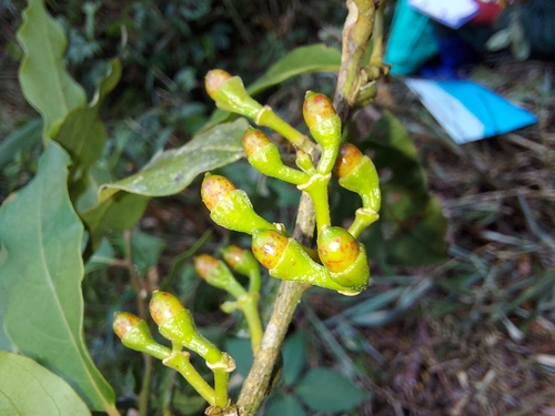 Litsea albescens