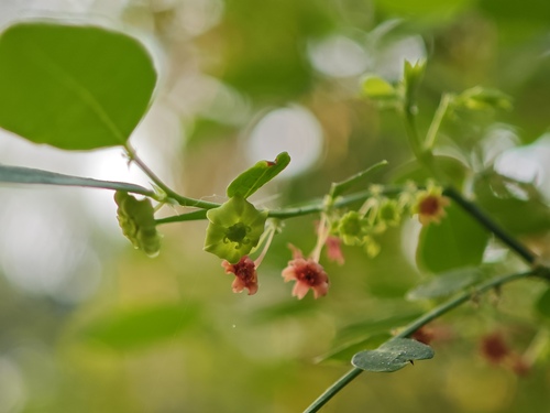 Breynia amoebiflora