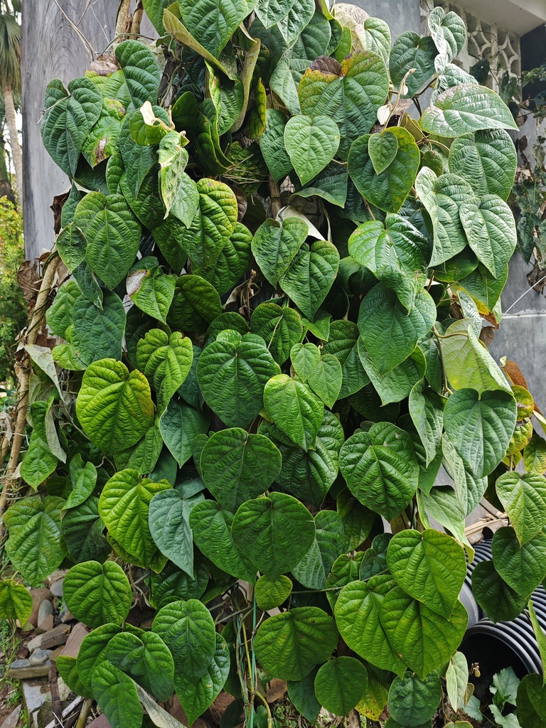 Isotrema cathcartii (Isotrema cathcartii)