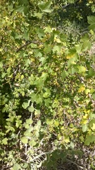 Ribes aureum
