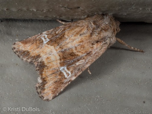Lacinipolia stricta Walker, 1865