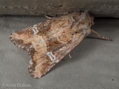 Lacinipolia stricta