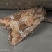 Brown Arches Moth - Photo (c) Kristi DuBois, some rights reserved (CC BY-NC), uploaded by Kristi DuBois