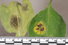 Pseudocercospora atromarginalis