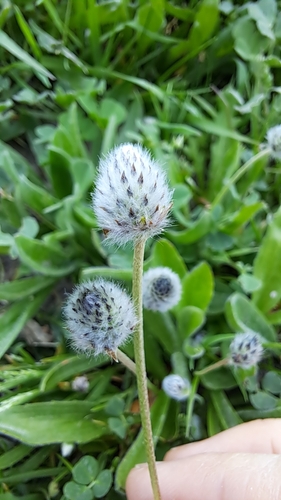 Plantago lagopus (Plantago lagopus)