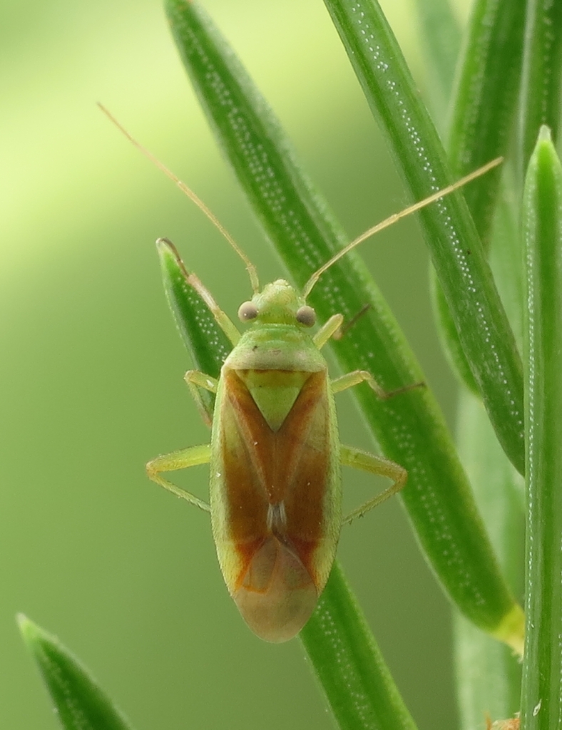 Dichrooscytus fervens