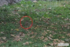 Melanerpes uropygialis