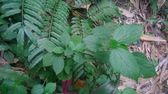 Boehmeria pilosiuscula