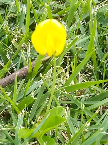 Foto de Amendoim-forrageiro