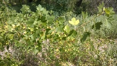 Ribes aureum
