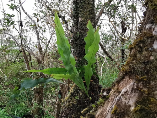 Lepisorus spicatus observed 2024-01-27