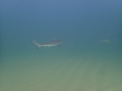 Carcharhinus obscurus