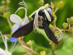 Xylocopa tranquebarorum