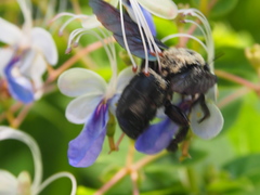 Xylocopa tranquebarorum