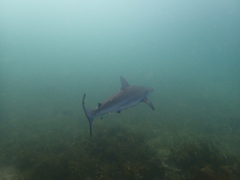 Carcharhinus obscurus