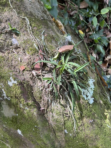 Image of Sarcochilus ceciliae by (c) Lucas Christofides, some rights reserved (CC BY)