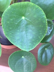Pilea peperomioides