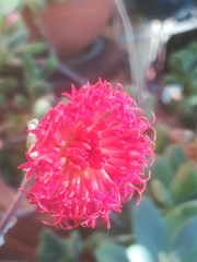 Kleinia fulgens