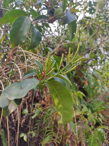 Gnetum luofuense (Gnetum luofuense)