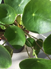 Pilea peperomioides