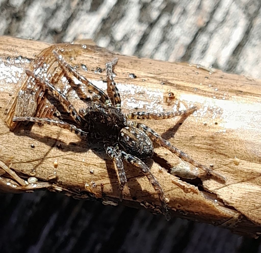 Arctosa maculata