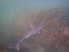 Carcharhinus obscurus