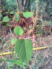 Alchornea trewioides, photograph author not stated, no rights reserved