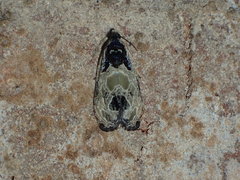 Olethreutes griseoalbana