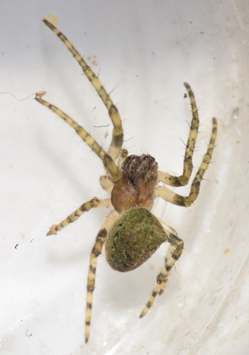Humped orbweb spider, Nijverdal, Nederland, photo 5 of 10
