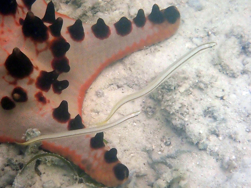 Black-lined worm goby (Gunnellichthys pleurotaenia) — Microdesmidae — 4