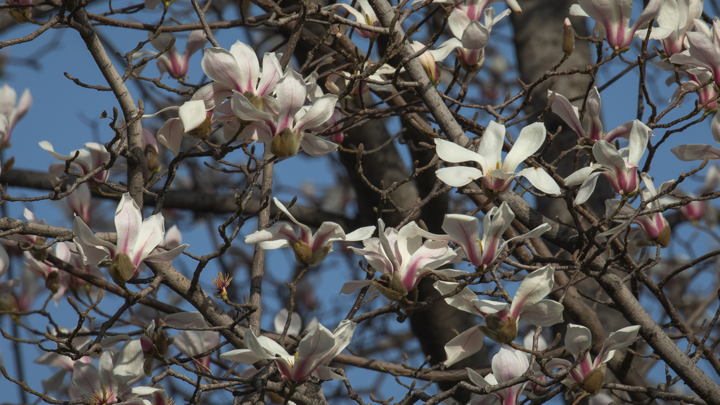 Magnolia biondii from 中国北京市海淀区 on March 17, 2024 at 03:16 PM by ...