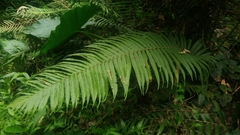 Sphaerostephanos taiwanensis