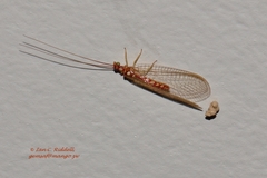 Dysochrysa furcata