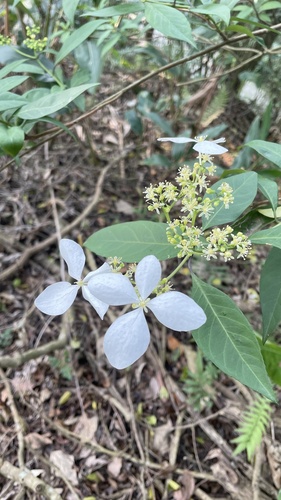 Hydrangea chinensis iNat (3)